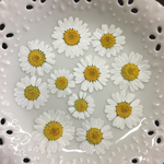 ノースポール(押し花)