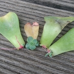 【送料込】七福神★発芽&発根済み葉挿し４枚★多肉★多肉植物★