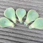 【送料込】みどり牡丹葉挿し５枚【２枚目親株画像】多肉★多肉植物★