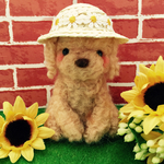 夏の麦らわ帽子のトイプードル🌻