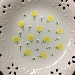 リナリア＆アリッサム白(押し花)
