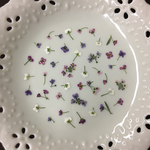 アリッサム45(押し花)