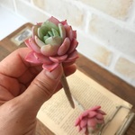 29ペン ラズベリーアイス