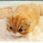 羊毛フェルト　猫　赤ちゃん猫　茶トラ　子猫　ねこ　ネコ　