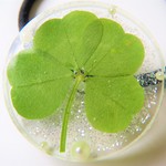 ☘四つ葉のクローバー☘レジンのヘアゴム