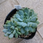 多肉植物　エケベリア　ブルーサンダー