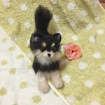 羊毛フェルト ブラックタン チワワ 犬 