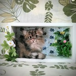 【羊毛フェルト】木製フレーム入り長毛猫ちゃん