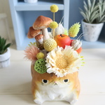 ぶさにゃんこンポート  大きいひと 