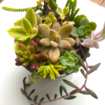 多肉植物★寄せ植え12種18カット以上