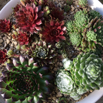 多肉植物センペル☆リメ缶セット