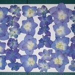 押し花商品【アジサイ　八重】