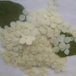 紫陽花「アナベル」。。５０輪　押し花素材