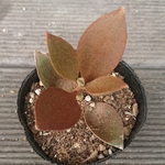 【送料込】仙人の舞★カランコエ★多肉★多肉植物★