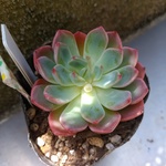 ~コピー~多肉植物　エケベリア　ニバリス