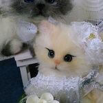 〔moyo0116様専用ページ〕ウェディング猫ちやん🐱