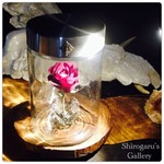 Antique… 一輪  【L】