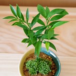 ナギの盆栽　【陶芸家作盆栽鉢】