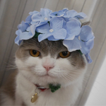 [kotonohakaze様専用] 紫陽花