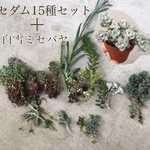 多肉植物 セダム14種類＋白雪ミセバヤ セット