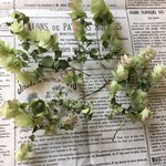 ★オレガノケントビューティ★ドライフラワー★花材