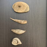 流木♡マグネットF