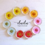 ５color♪ヒメジョオンのピアス【ピアス・イヤリング】/プチプラ/レジン/ノンホールピアス/かわいい/レジン/人気/浴衣/春/夏/押し花/花/フラワー