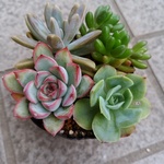 今期最終セール　多肉植物　寄せ植え4種　プレリンゼなど