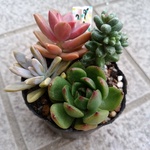 今期最終セール　多肉植物　寄せ植え4種　ダーククリスマスなど