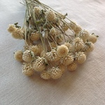 【クラフト素材】千日紅 白 【ドライフラワー】