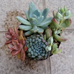 今期最終セール　多肉植物　寄せ植え4種　ルンデリーなど