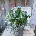 常山あじさい「碧のひとみ」陶器Ｃ寄せ植え
