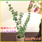 魅惑のハーブ 花粉症に★ハーブ ユーカリの木 グニー 観葉植物