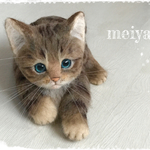 可愛い子猫　キジトラ限定　erikonaha様リクエスト品  