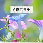 Aさま専用  鉢植え朝顔