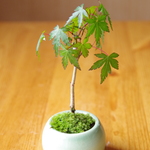 イロハモミジの盆栽【陶芸家作盆栽鉢】