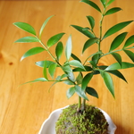 ナギの苔玉　作家作品受け皿付