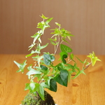 ヘデラの苔玉