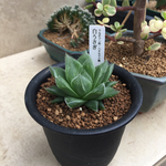 多肉植物 ハオルチア 白うさぎ 抜き苗