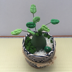ミニミニ観葉植物