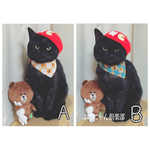 再入荷！クマさん柄首輪、バンダナ
