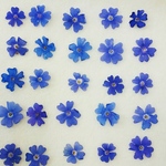タビアンブルーの押し花素材