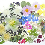 【ワンコイン】押し花カラフルセット   花の雫