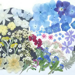 【ワンコイン】押し花カラフルセット   花の雫Ⅱ