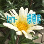 tem-✨✨様専用