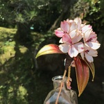 紅山桜のかんざし（桜色・躑躅色）