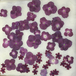 送料無料〜押し花紫陽花、バーベナセット061105