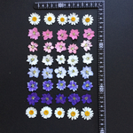 押し花  花便り NO.701