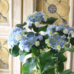 おはよう という名の紫陽花