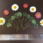 押し花 素材*･°幸せのクローバー*･°
